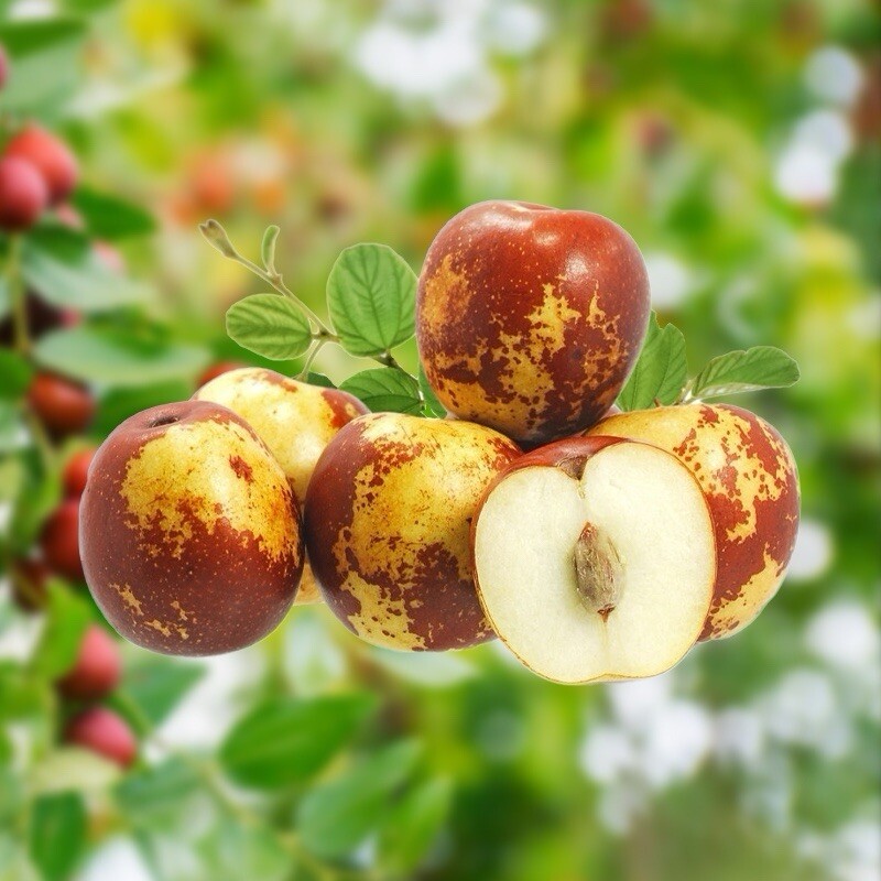 Jujube, Ziziphus Jujuba – 10 Seeds 2024 – USA