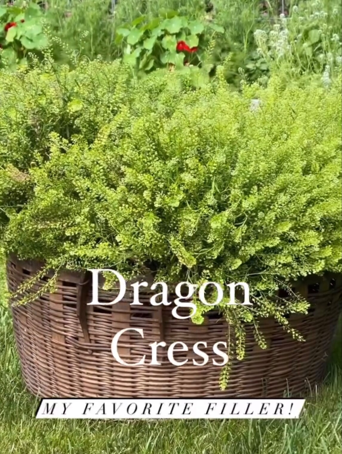Cress Green Dragon Seed, 25+ seeds 2025, Emerald Cress Seeds, dragon cress seed