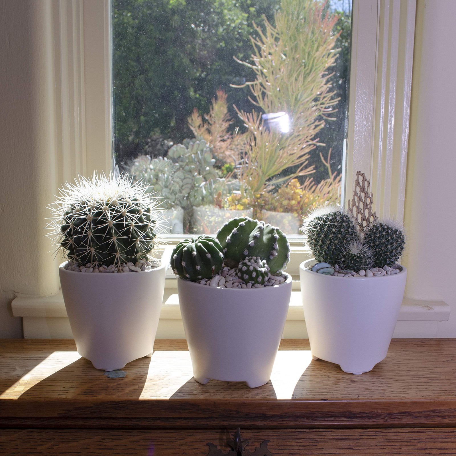 Altman Plants Assorted Cactus Plants Live Succulents 3 Pack Live Cactus Plant