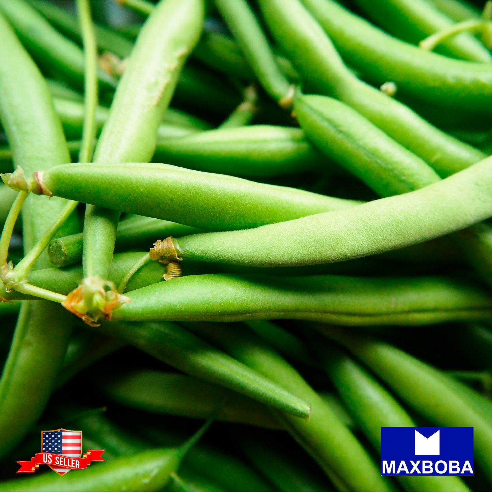 Premium Fresh 256 Seeds Bean Bush Jade Non-GMO Heirloom