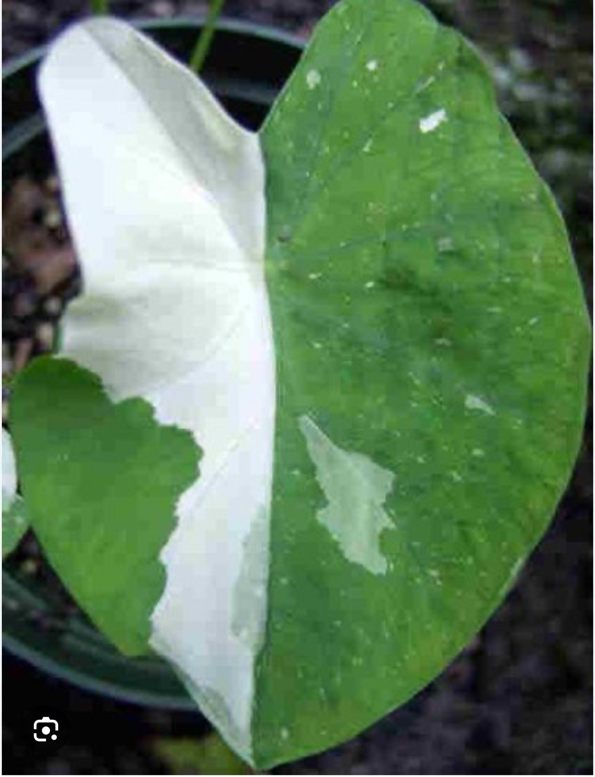 Milky Way- Colocasia esculenta- Elephant Ear – SMALL ROOTED STARTER Plant