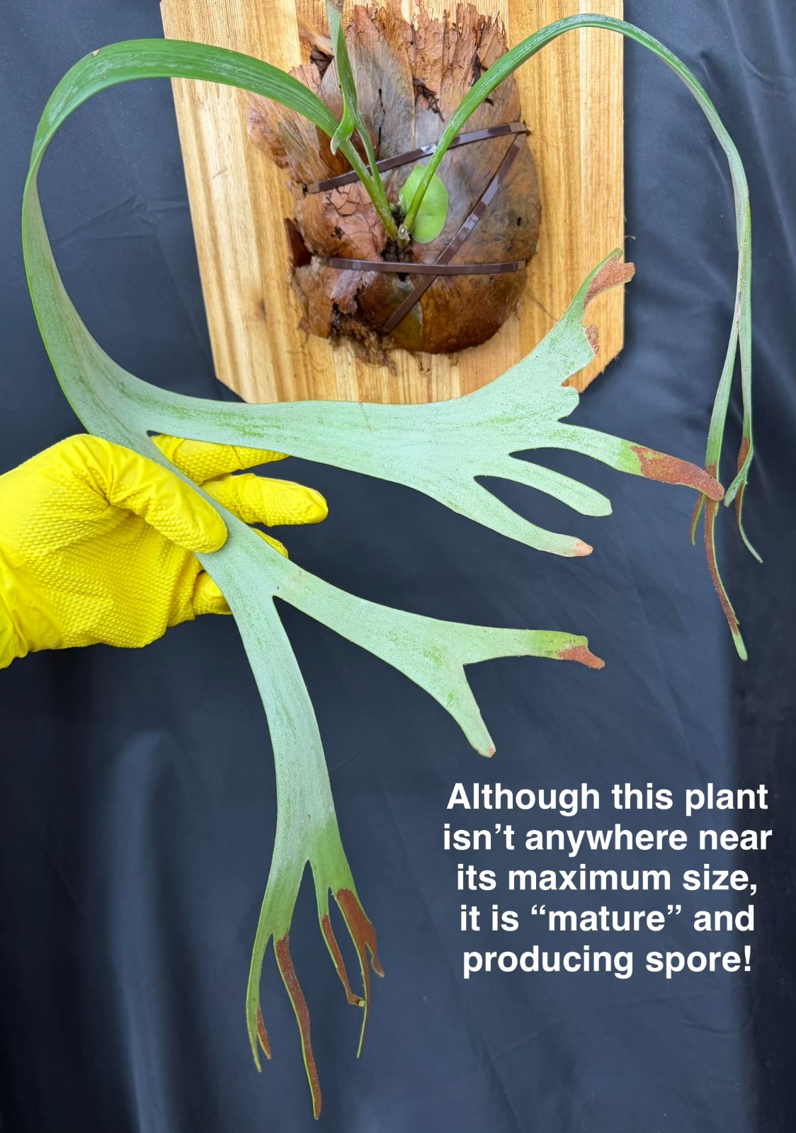 PLATYCERIUM ‘AMAZING’ – one of the BEST willinckiis ever! – cedar mounted