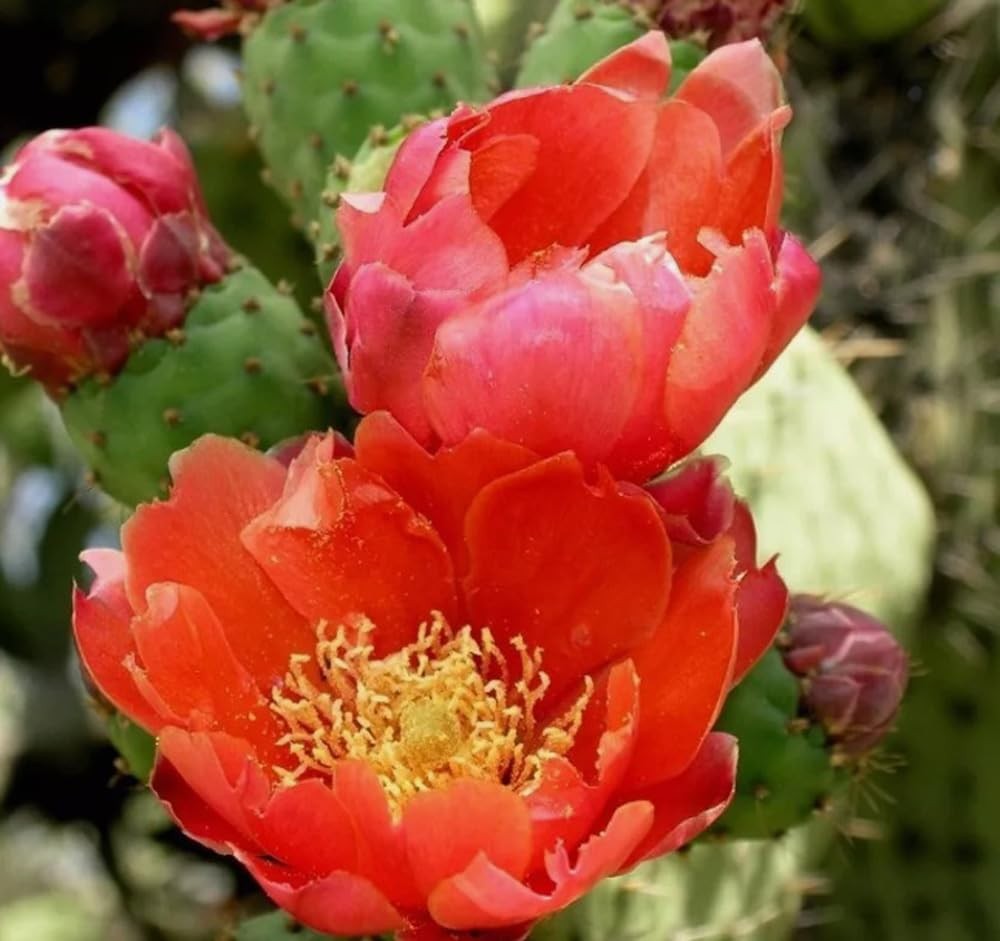 15PCS Red Prickly Pear Cactus Seeds Opuntia Ficus Heirloom