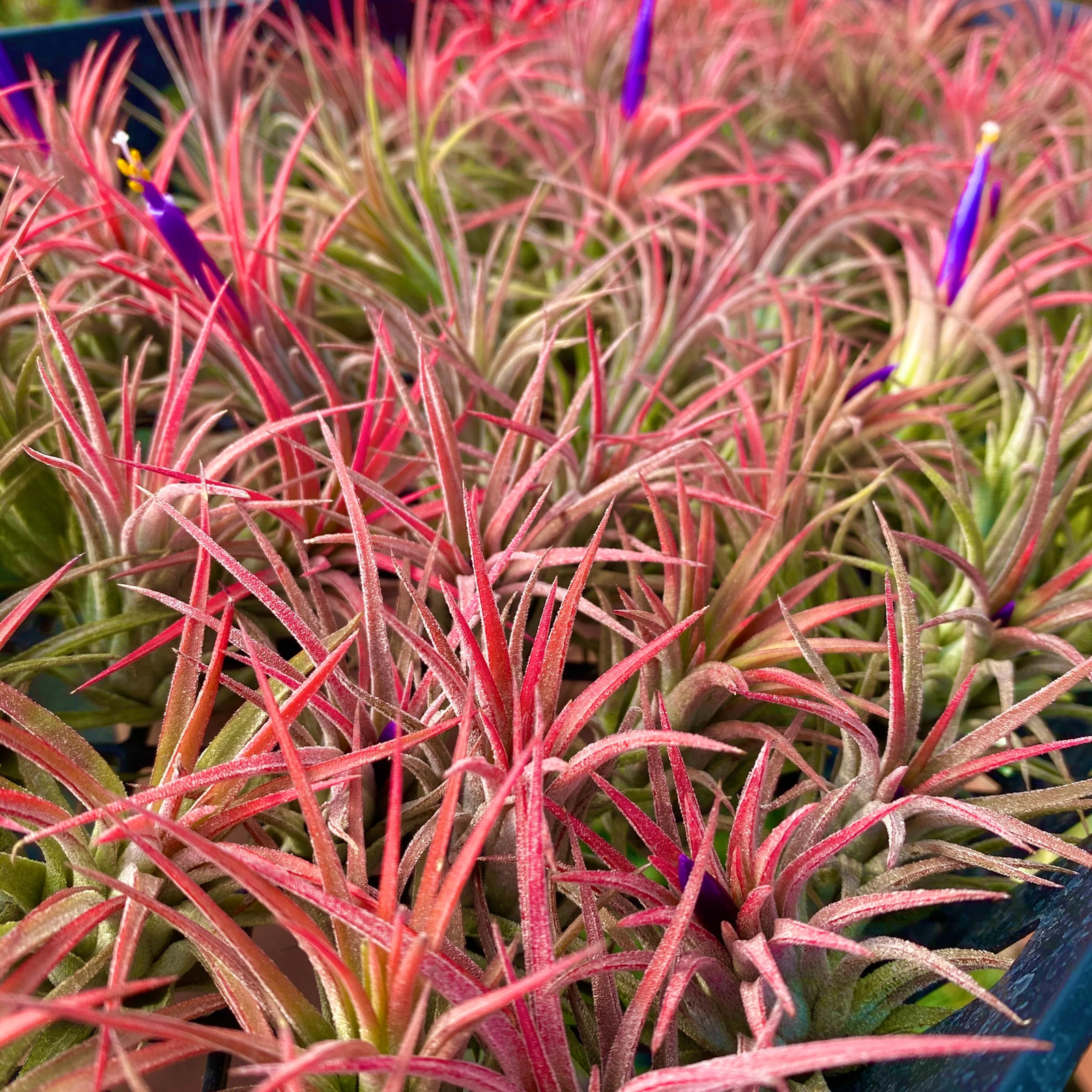 Ionantha Red Air Plant (Beautiful Deep Red Color Tillandsia)