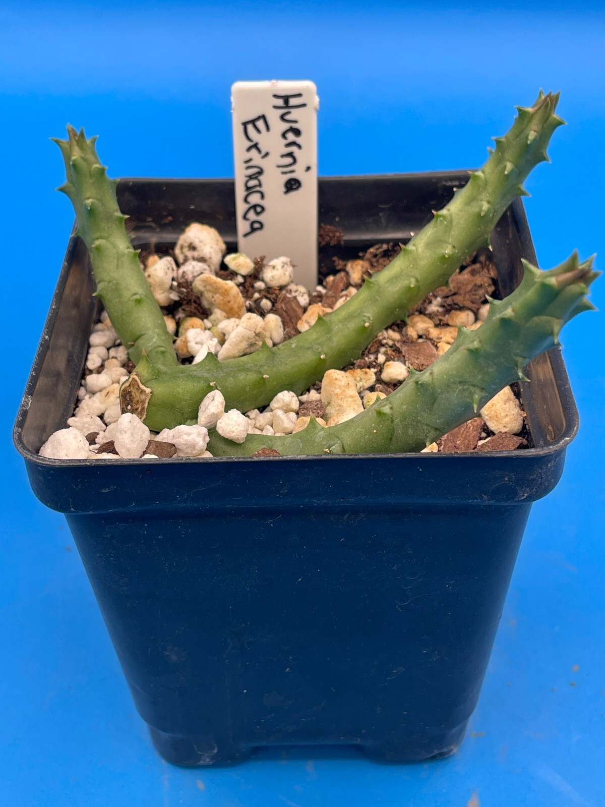 Huernia Erinacea ROOTED And Growing In 3.5″ Pot