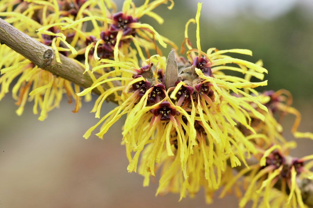 10 BARMSTADT GOLD WITCH HAZEL SEEDS – Hamamelis x intermedia