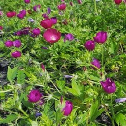 Winecup (Callirhoe involucrata) Purple Poppy Mallow, Buffalo Rose Perennial