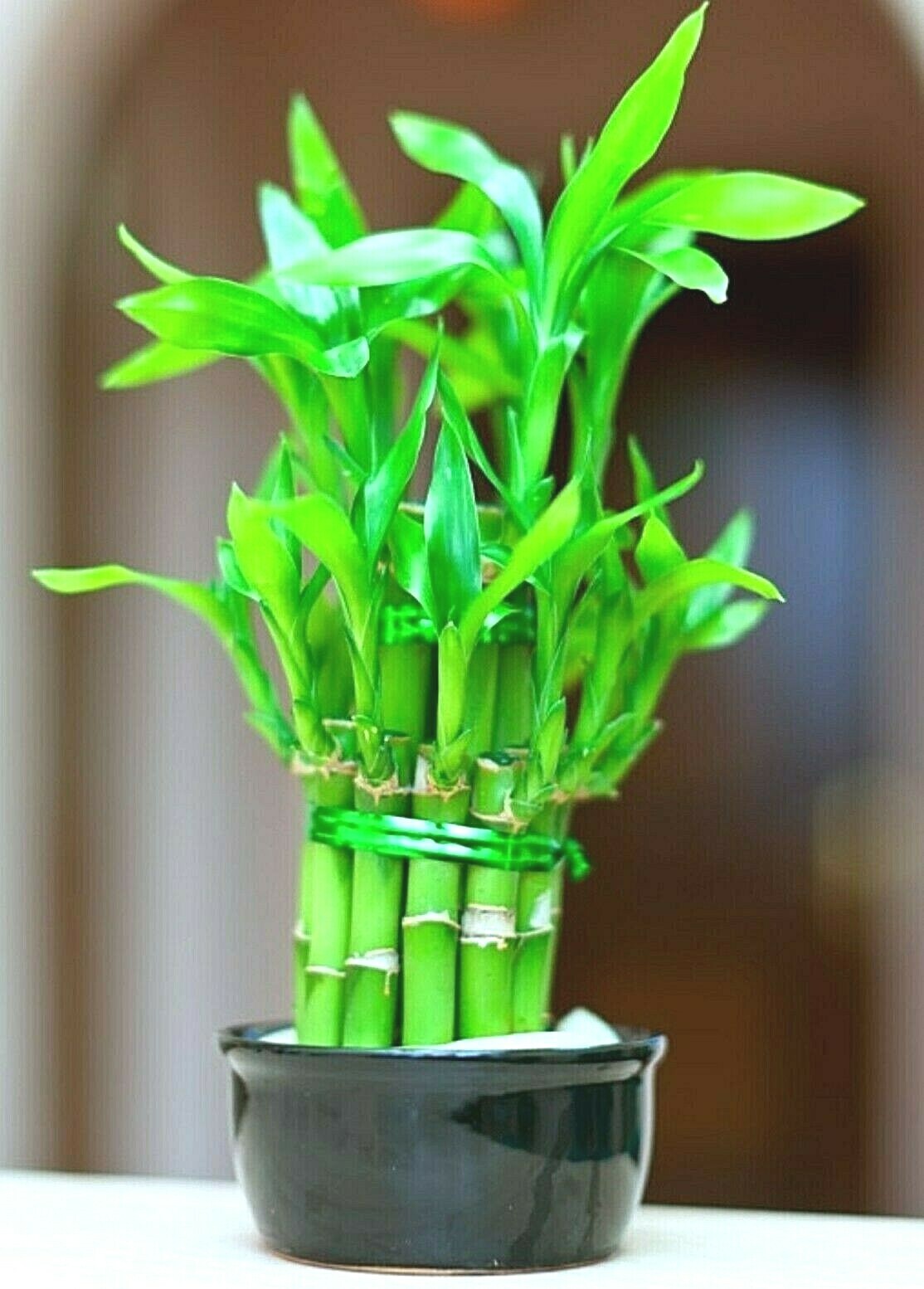 Lucky Bamboo – 10 Stalks, 6″ Long, Easy Care Indoor Water Plant Feng Shui, GIFT
