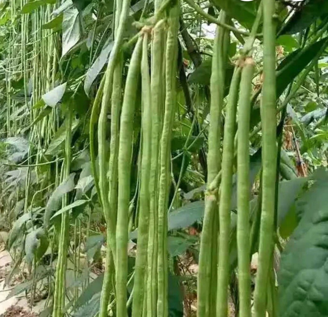 10+ Seeds- Green Yard Long Bean |Asian String beans I Sitaw I NON-GMO Heirloom