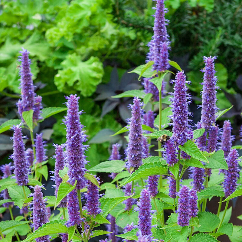 Purple Lavender Hyssop Flower Seeds, Agastache foeniculum, FREE SHIPPING