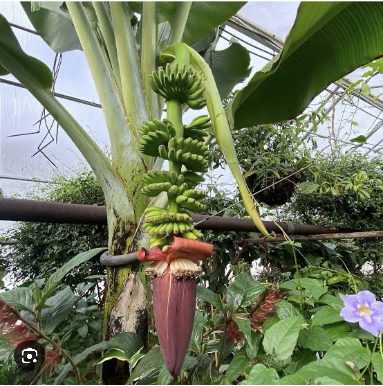 Veinte Cohol Musa Banana Plant–SMALL ROOTED STARTER PLANT