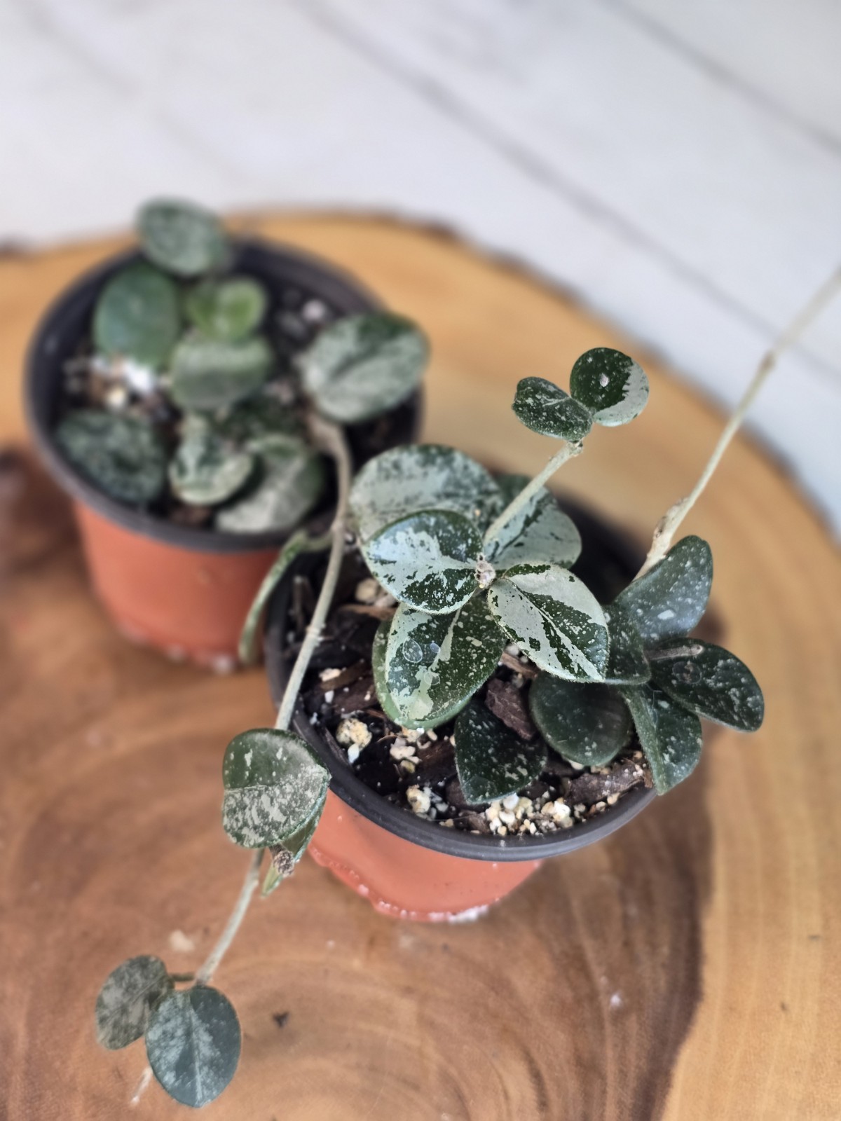Hoya Mathilde Super Splash
