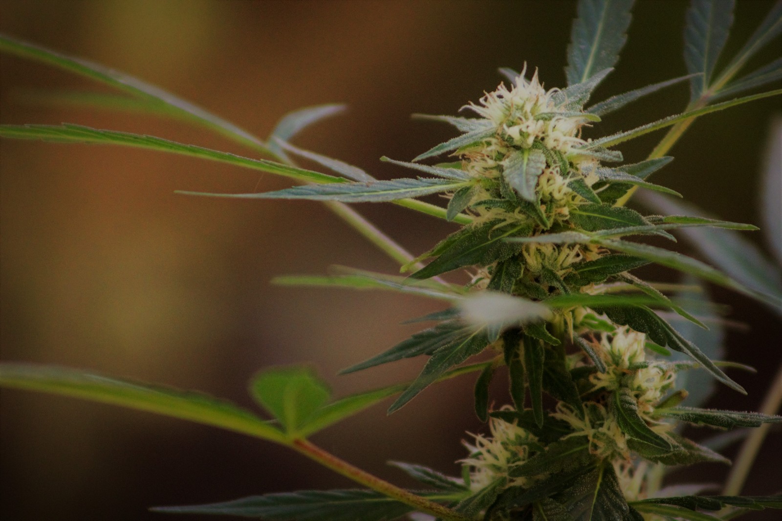 Eighth Brother “Gelato”- Unfeminized Seed Pack 10-15 seeds