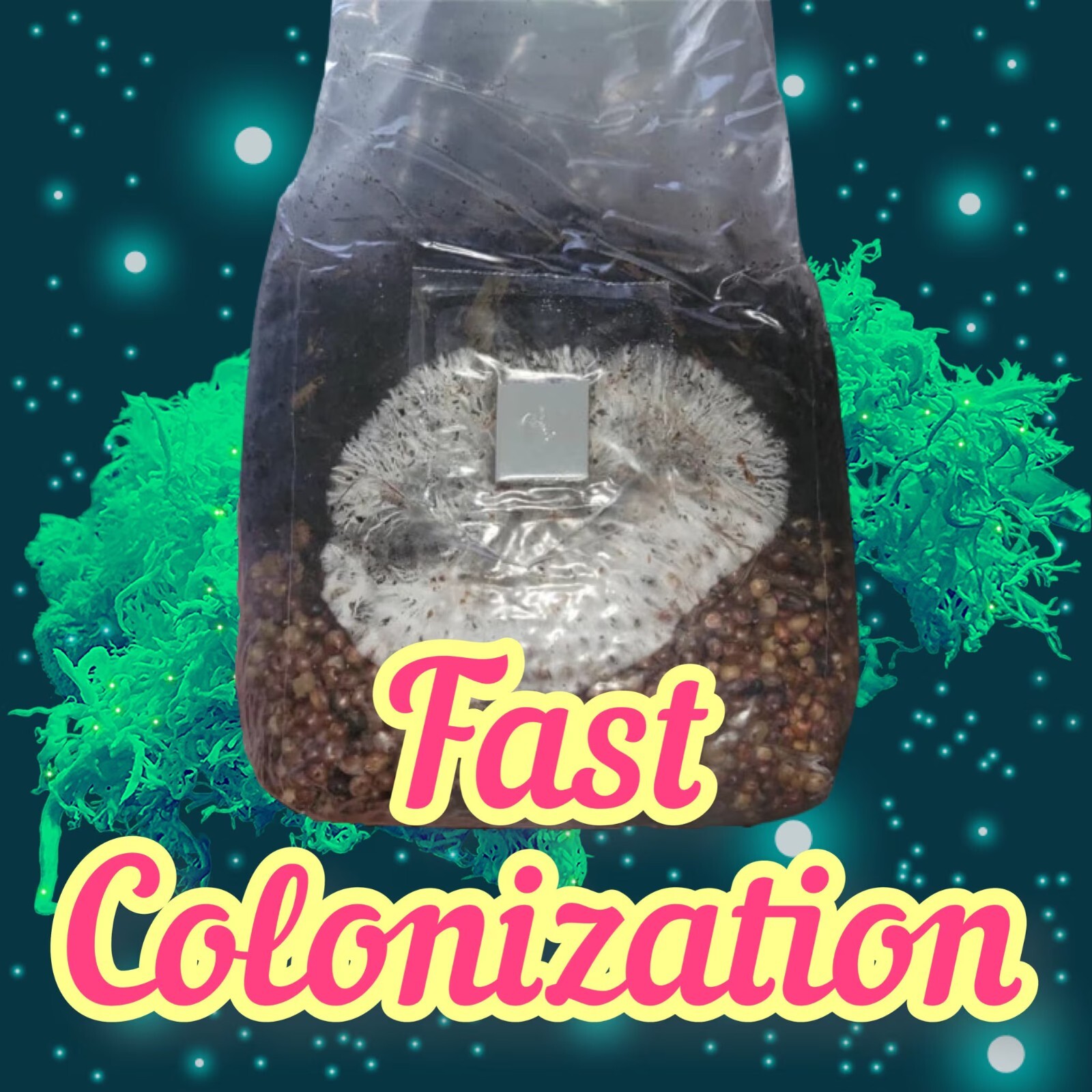 3x All In One Mushroom Grow Bags – Dung Lovers Bulk Substrate w/ Injection Port
