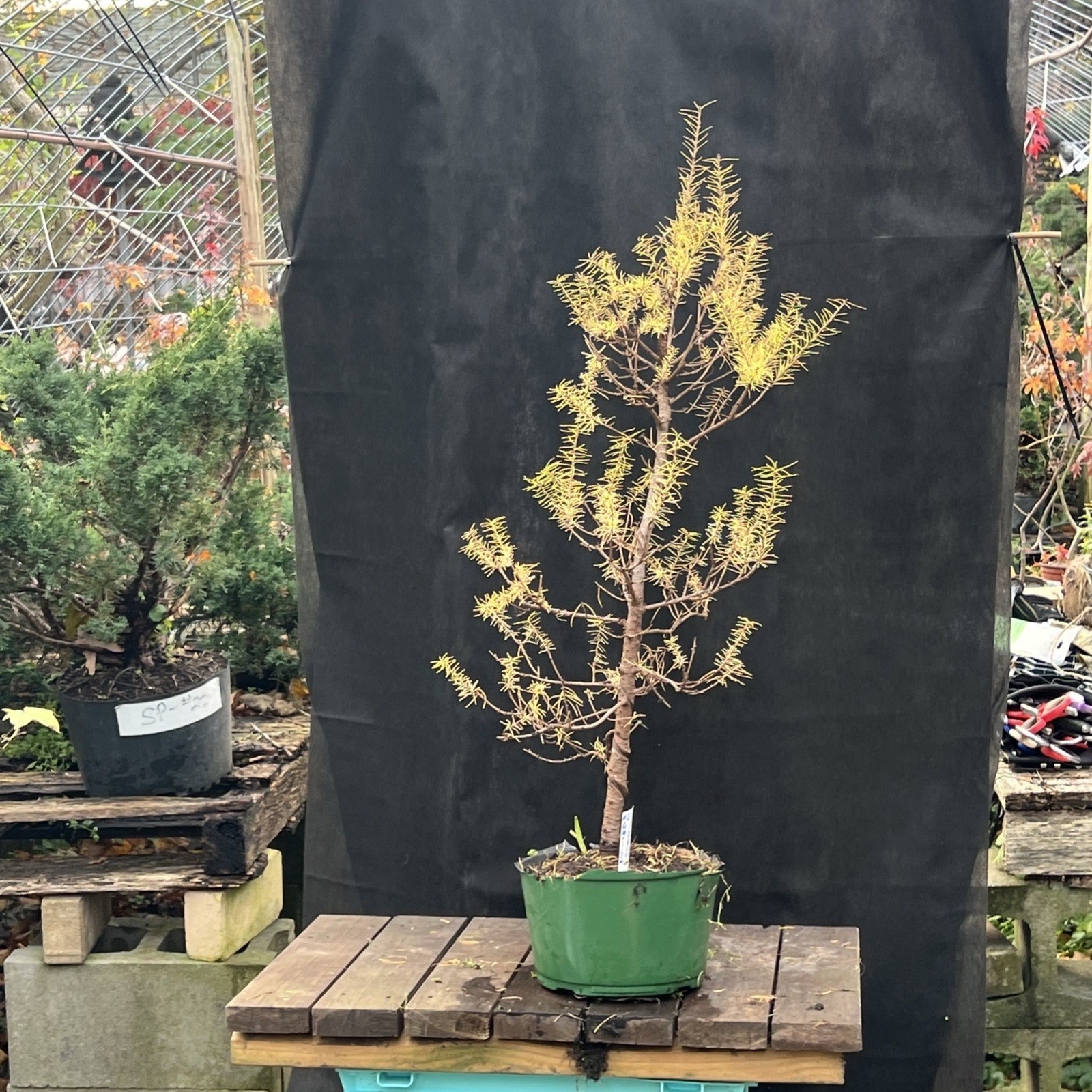 American Larch ￼ Collected Pre-Bonsai Material ￼ 30 ” tall from top 36″ Total