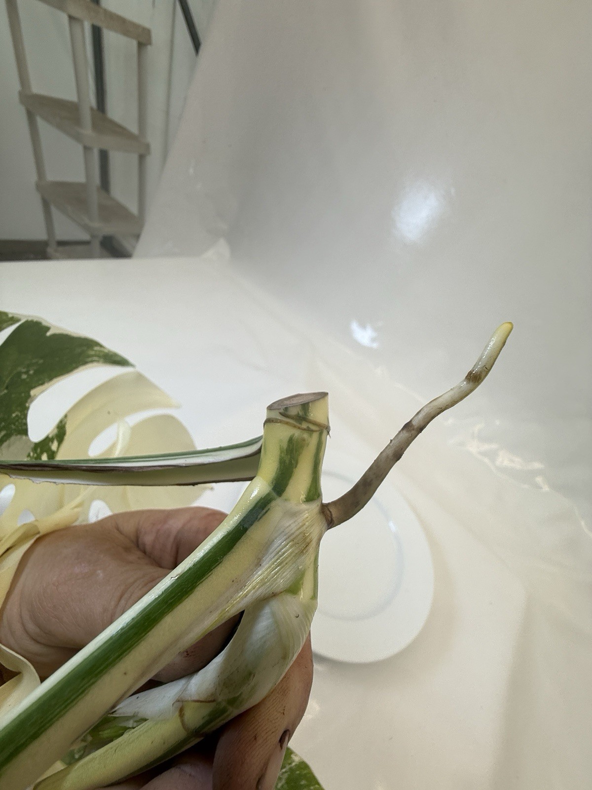 Monstera Albo top cutting EBAY-2606-101