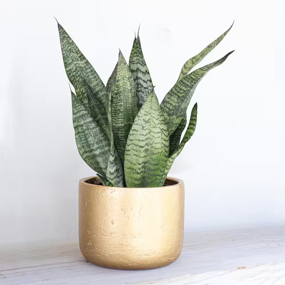 Live Sansevieria Zeylanica Indoor Snake Plant Shipped in 6 In. Grower Pot