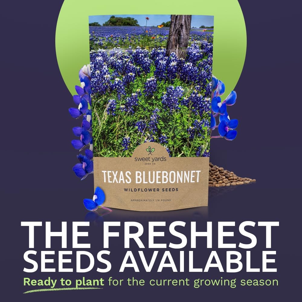 Texas Bluebonnet Wildflower Seeds – Bulk 1/4 Pound Bag – Over Pound, Blue