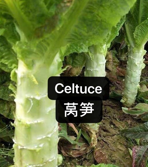 200+Organic Celtuce Seeds 莴笋种子2023年新种子