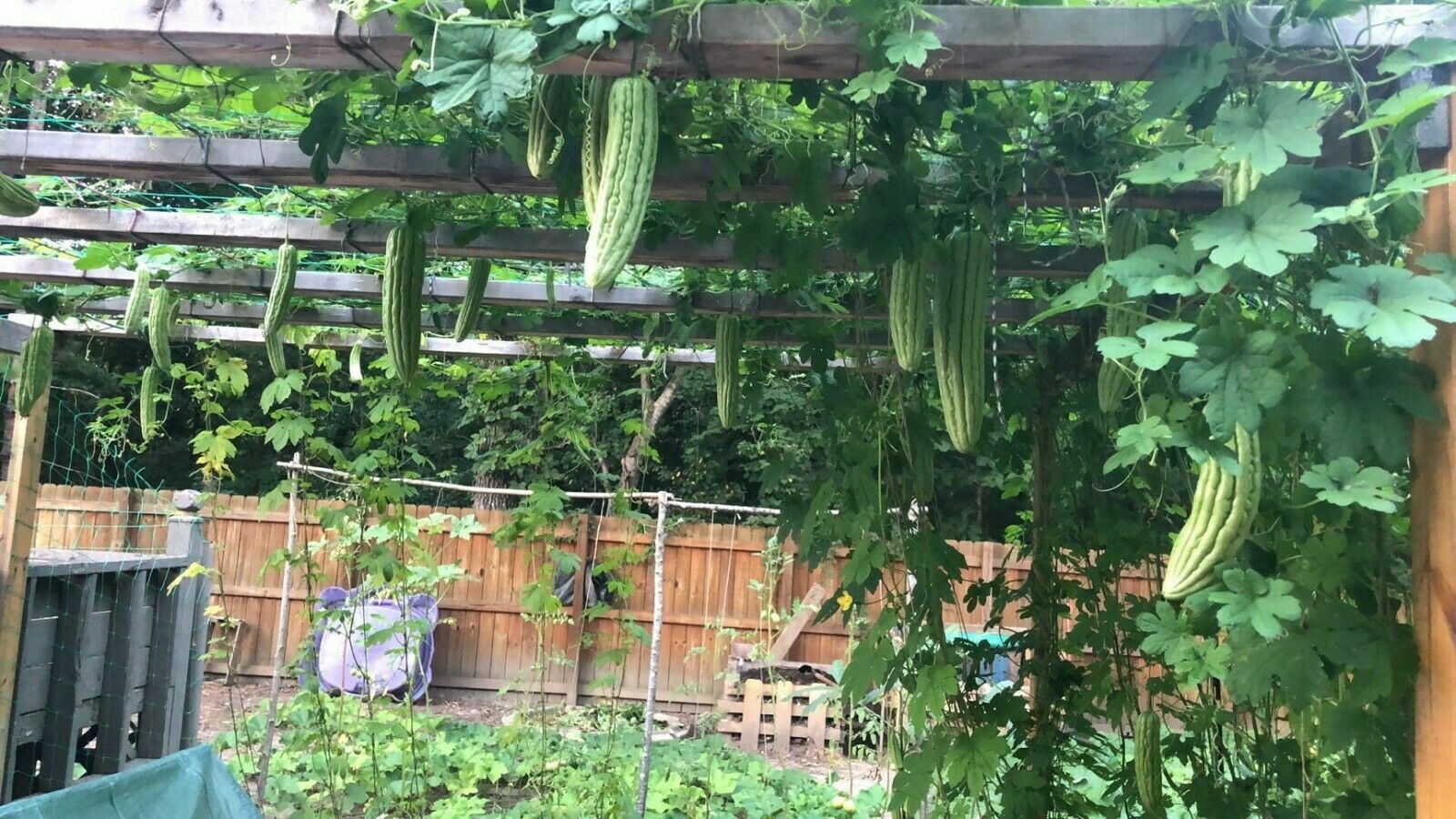20 pc Organic Bittermelon Green Jade Seeds Harvest from my garden US Seller