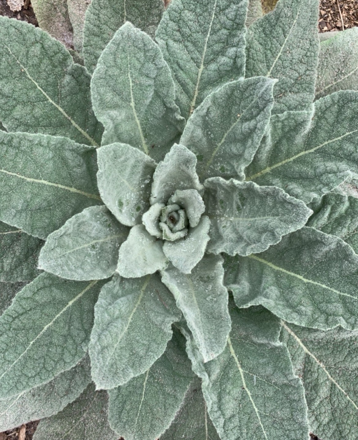 250 SEEDS * MULLEIN SEED * ORNAMENTAL PLANT * FLOWERING * ORGANIC *NON-GMO* GA.