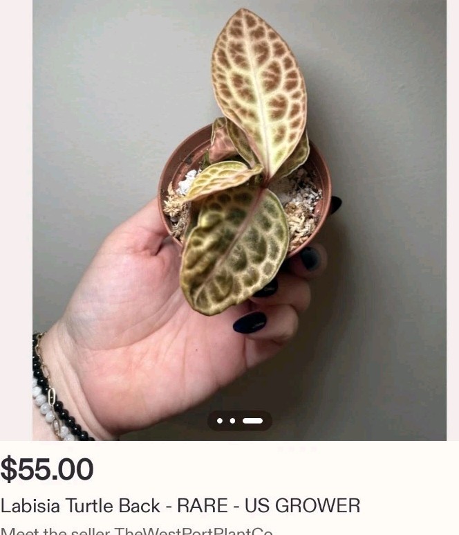 Rare Labisia Kura Kura 14″ Tall 2 Plants Aroid Not Philodendron Monstera