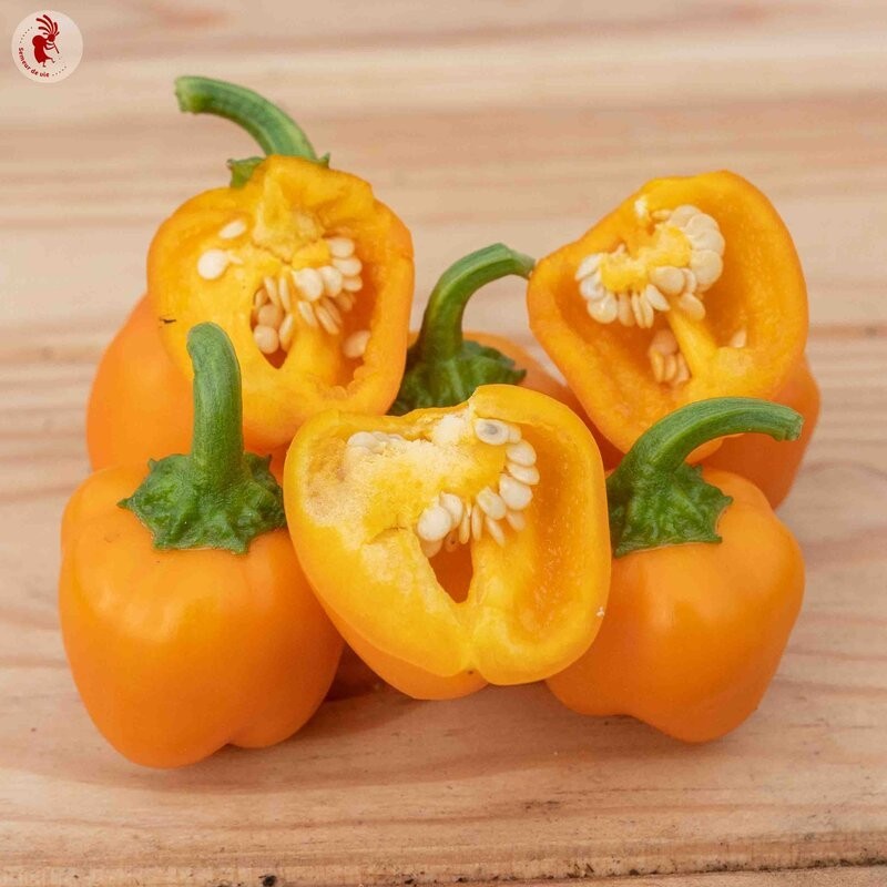 40 Mini Bell Yellow sweet Bell Pepper Seeds-with Bonus! | Non-GMO Heirloom