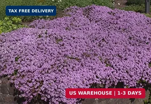 UtopiaSeeds Creeping Thyme Seeds – Thymus Serpyllum – Landscaping Ground Cover –