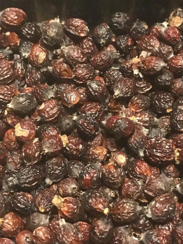 20 + seeds flowering dogwood (Cornus florida) Native Coastal SC, New Crop 2022