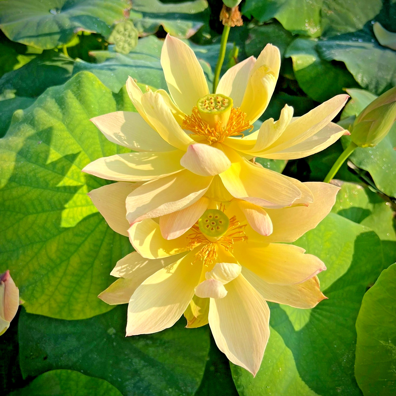 5 GOLDEN SUNSET LOTUS SEEDS – Nelumbo Nucifera