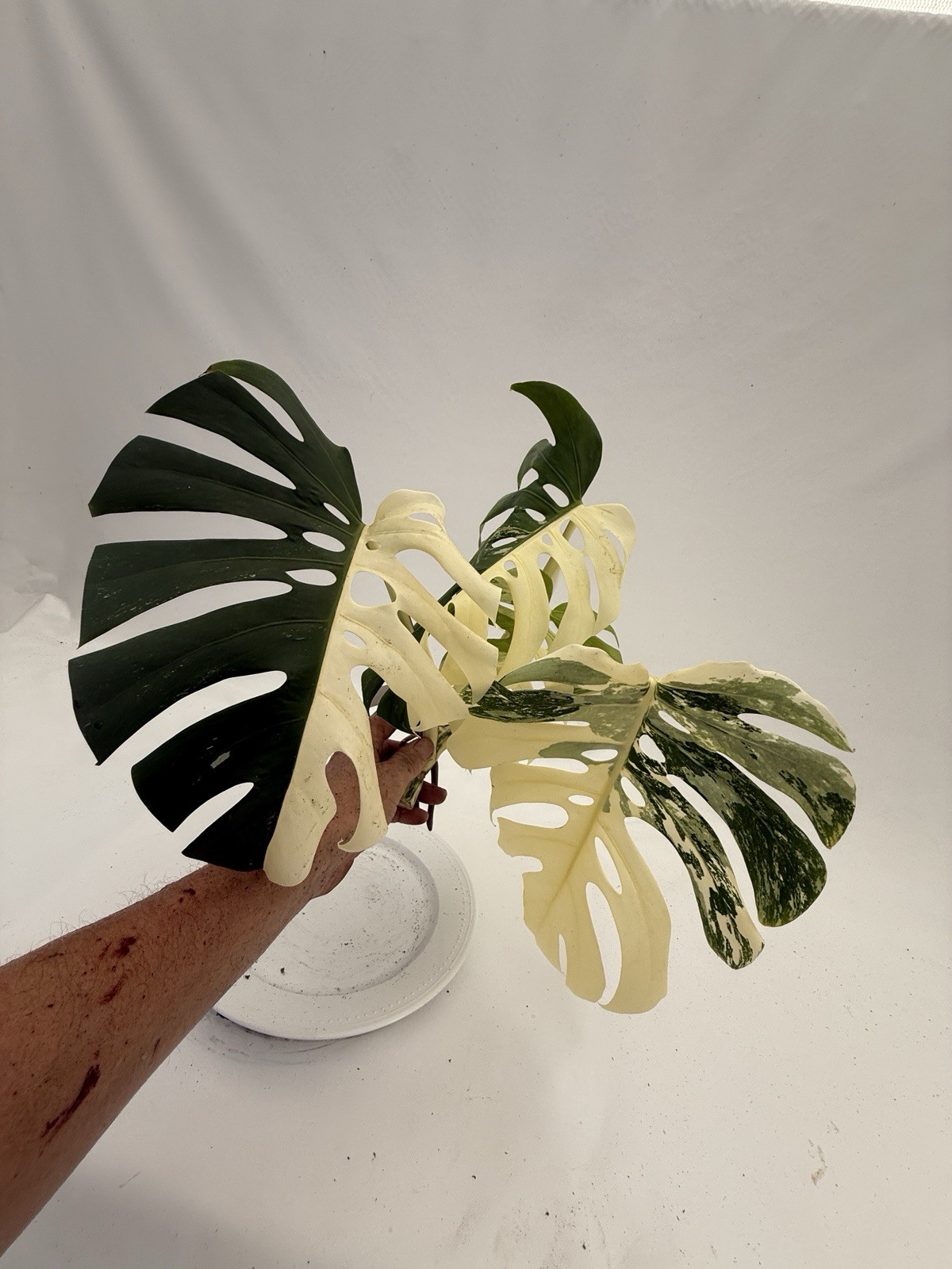 Monstera Albo top cutting EBAY-2607-002