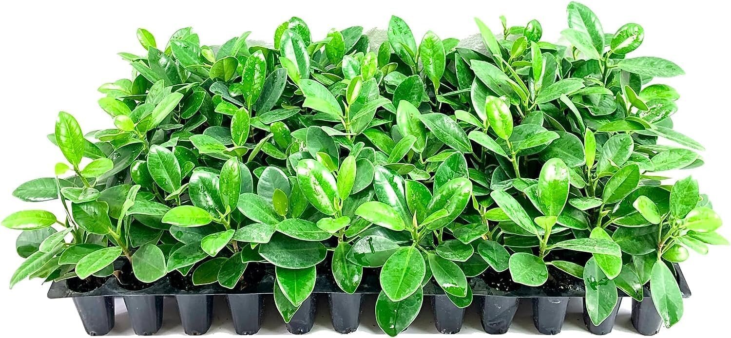 Green Island Ficus | Live Plants | Ficus Microcarpa | Lush Indoor/Outdoor…