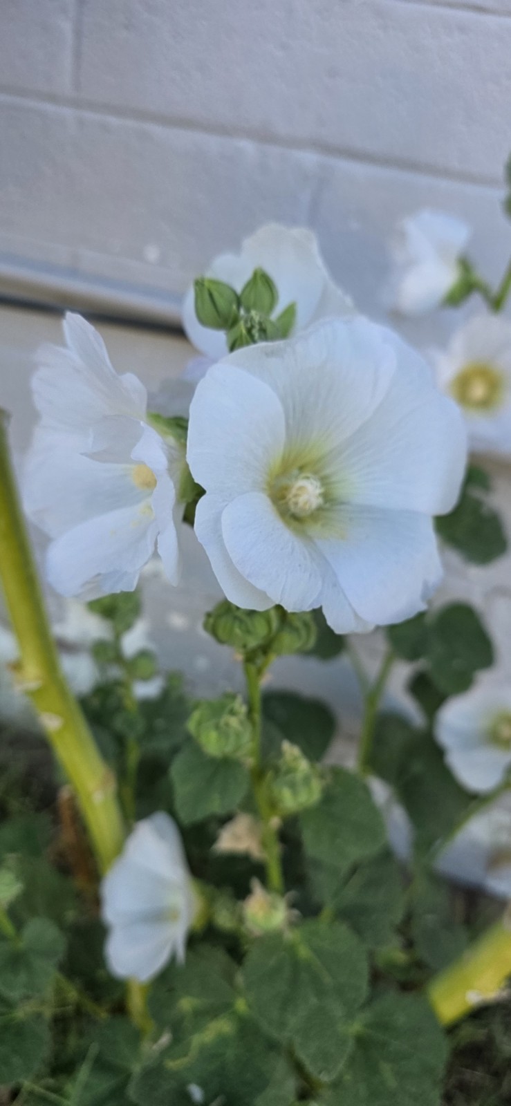 Hollyhock white 40+ Seeds