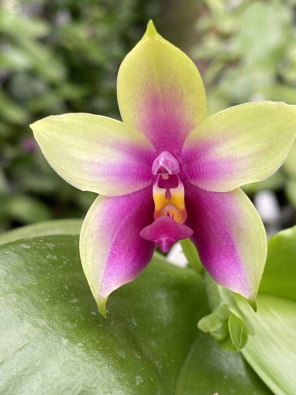 Original Phal Phalaenopsis species bellina-FRAGRANT