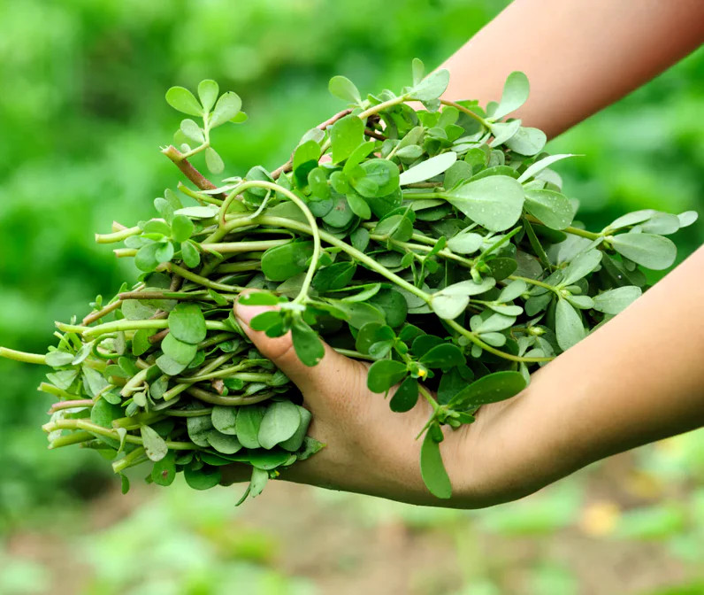 Green Purslane Seeds | Portulaca Oleracea Lettuce Weed Seed 2024 Free Shipping