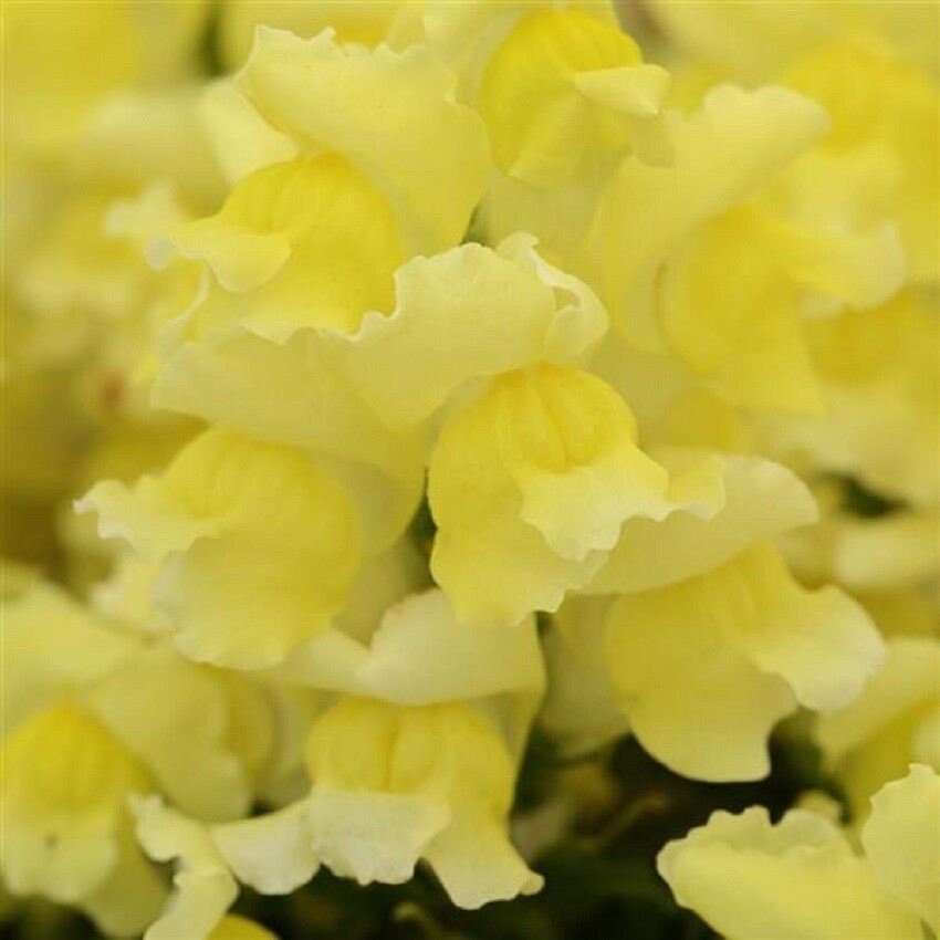 Snapdragon Seeds 50 Pelleted Seeds Snapdragon Snapshot Yellow