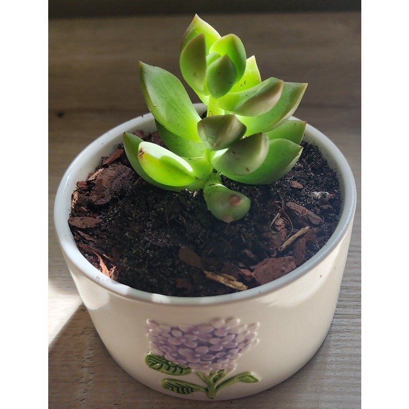 Succulent in Hydrangea Pot | Live Plant | Floral Ceramic Gift