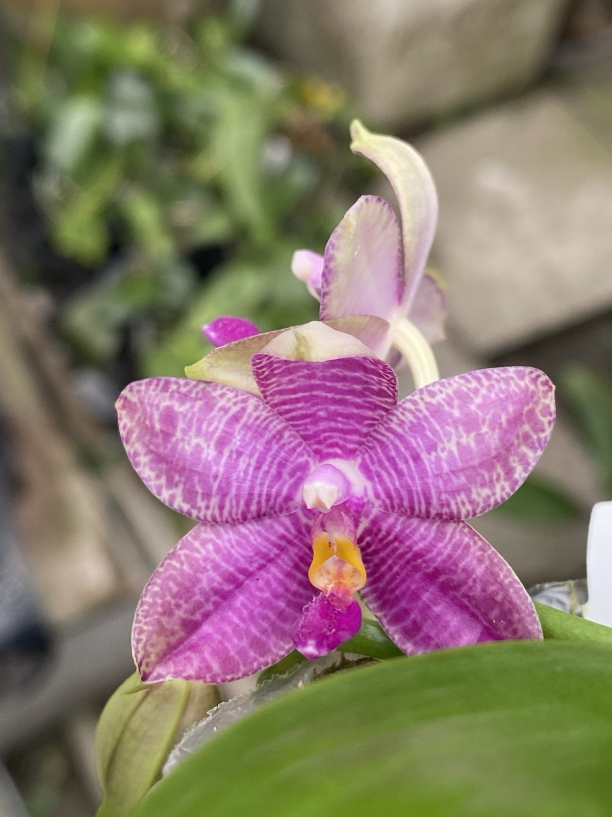 Original Phal Phalaenopsis Freyas Blue Origin x LL Blue Spots-FRAGRANT