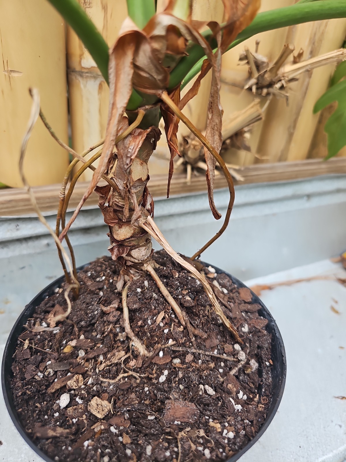 Large Philodendron Radiatum Live Plant grown in 5″ Pot 5 Leaf Top Cut
