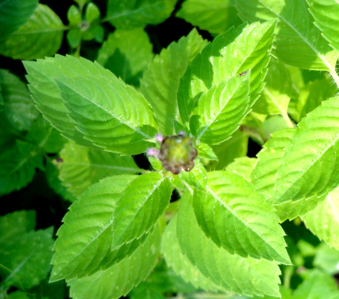 Kapoor Tulsi Holy Basil Ocimum sanctum 200seeds Edible Medicinal 2025 Organic
