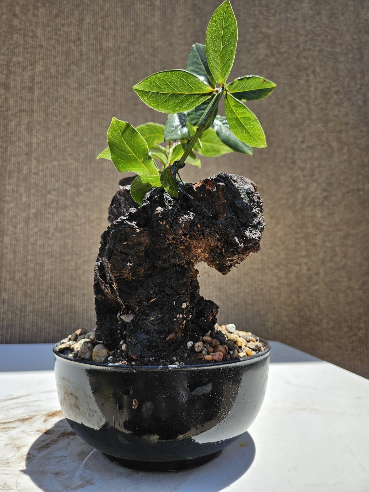 Old Sweet Bay Leaf ( Bay Laurel ) Bonsai Tree,,, SALE
