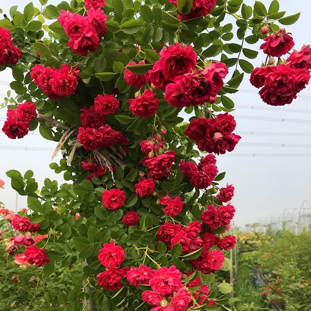 200+ Heirloom Climbing Rose Seeds for Stunning Gardens – Long-Blooming Beauty