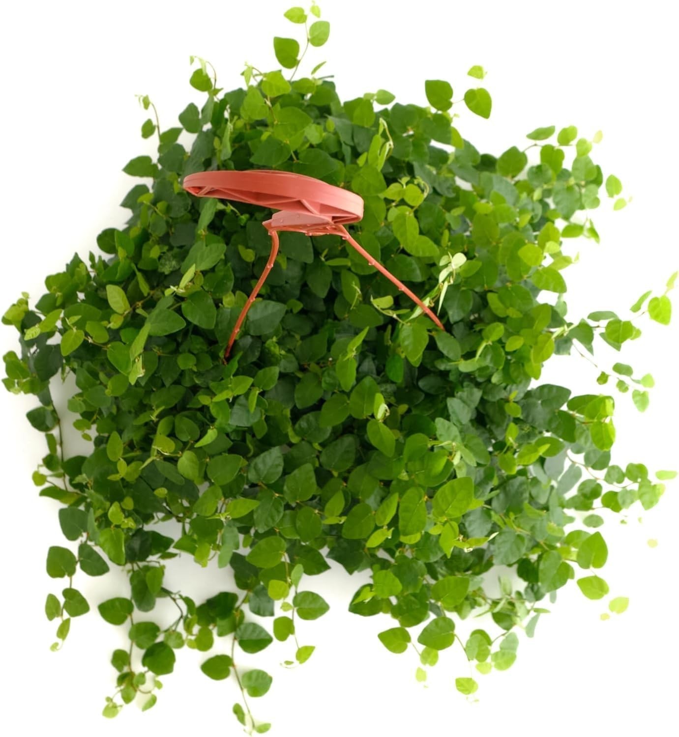 Ficus Repens Creeping Fig, Live Indoor Plant, Low Maintenance Trailing Housep…