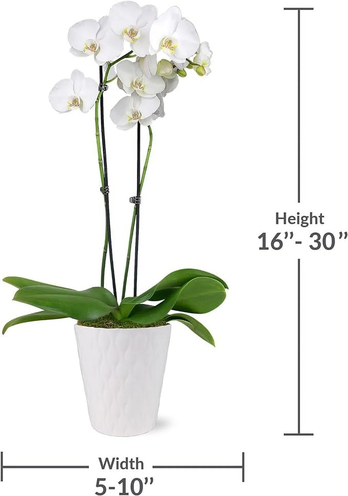 16-30″ White and Yellow Premium Orchid Live Plant in 5″ White Ceramic Pot, House