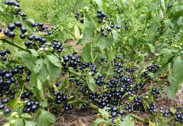 Garden Huckleberry/ GMO free/ organically grown in MN – 70 seeds