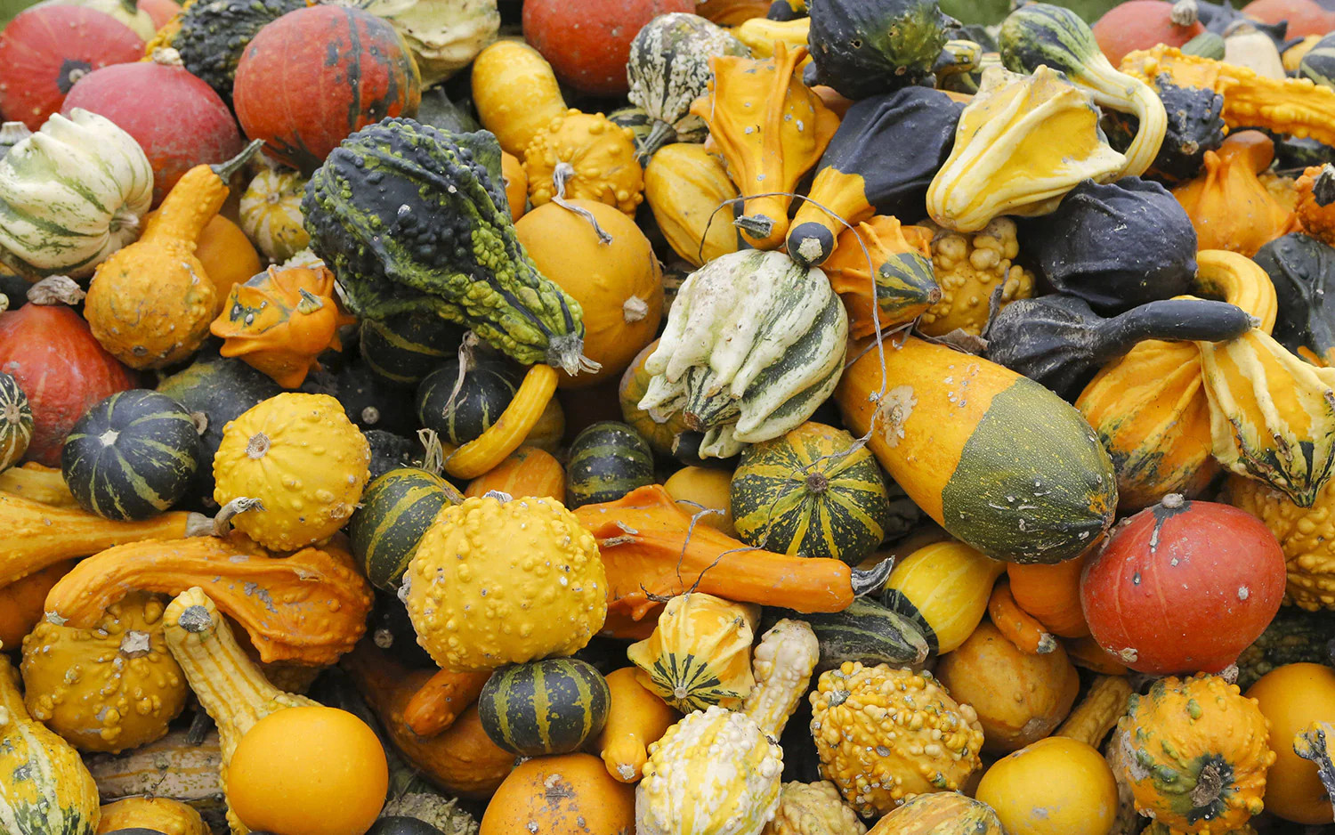 Small Ornamental Gourd Mix Seeds | Fall Garden Autumn Wing Pumpkin Squash 2023