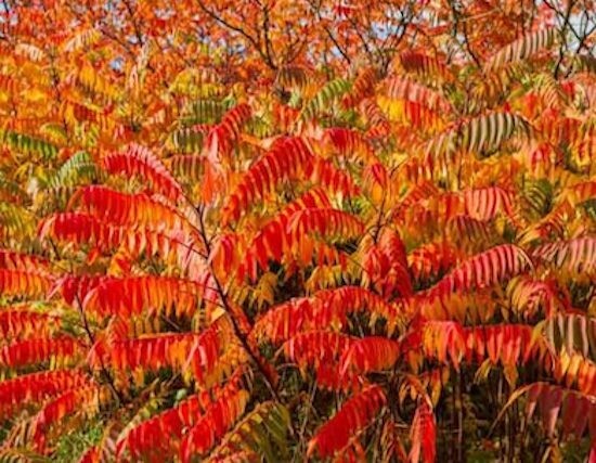 Staghorn Sumac Seeds Rhus Typhina Native Red Lemonade Red Fall Colors Landscape