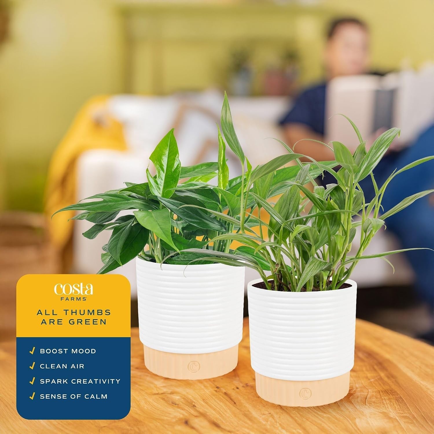 Live Pothos Plants in Decorative Pots Indoor Air Purifying Low Maintenance