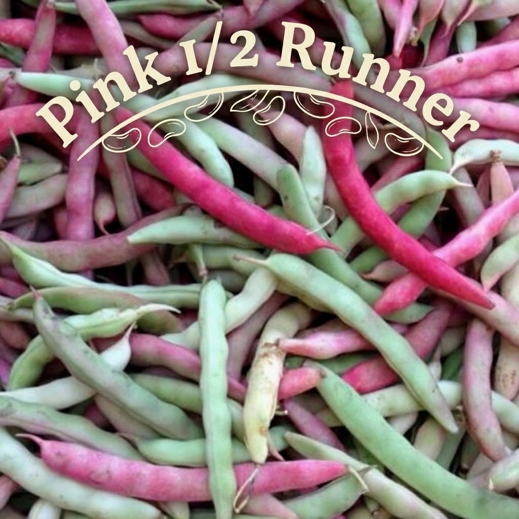 Heirloom Pink Half Runner”Peanut Bean” Seeds Non GMO