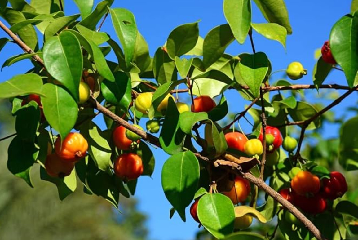 Set of 1 Live Surinam Cherry Plant – 4–6″ Tall – Soil-Wrapped Roots – No Pot
